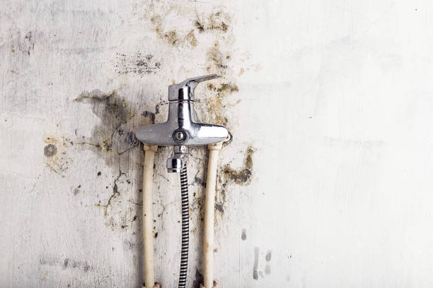 Best Toxic Mold Removal  in Chula Vista, CA
