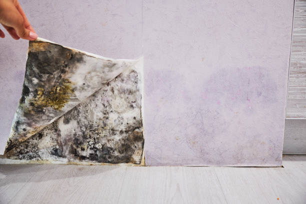 Best Residential Mold Removal  in Chula Vista, CA